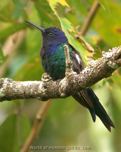 Hummingbird Garden Catalog: Swallow-Tailed Hummingbird